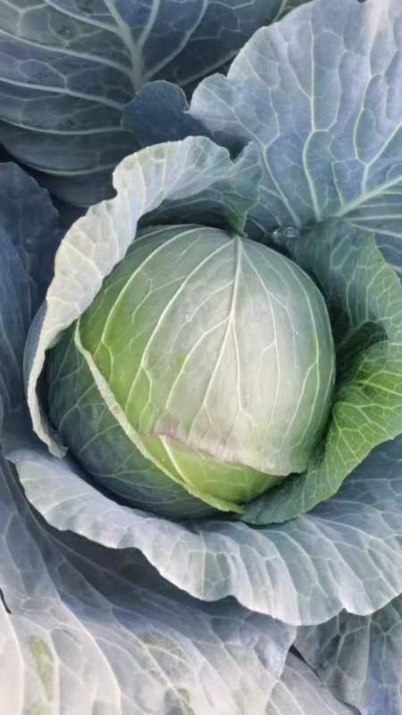 大包菜
