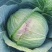 大包菜