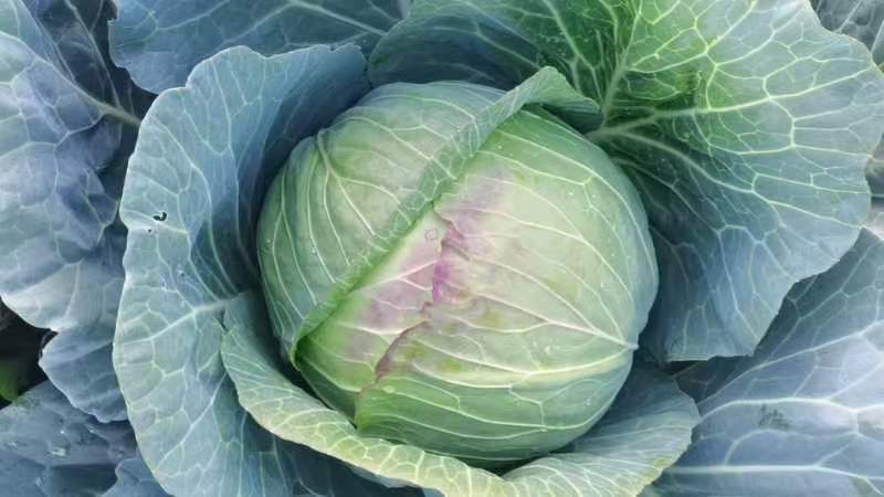 大包菜