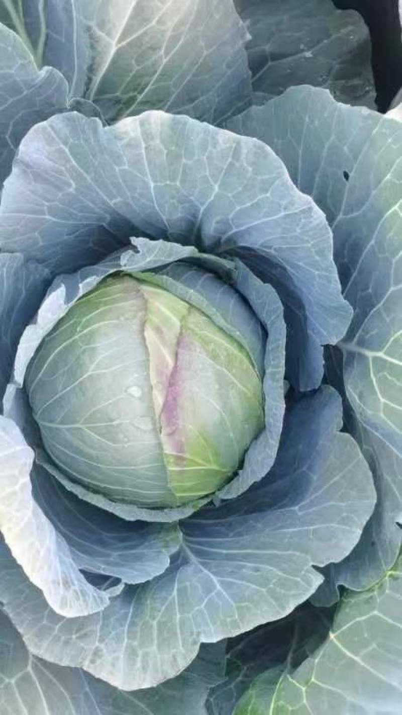 大包菜