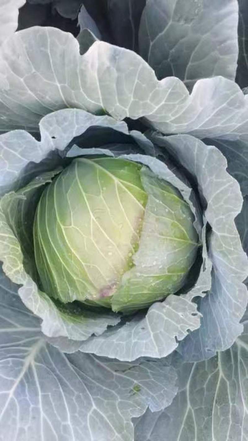 大包菜