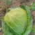 大包菜