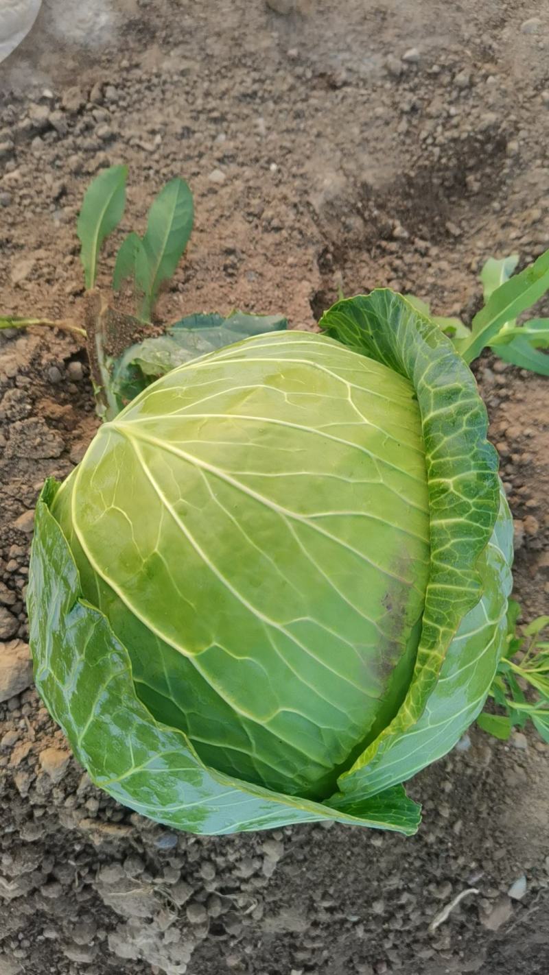 大包菜