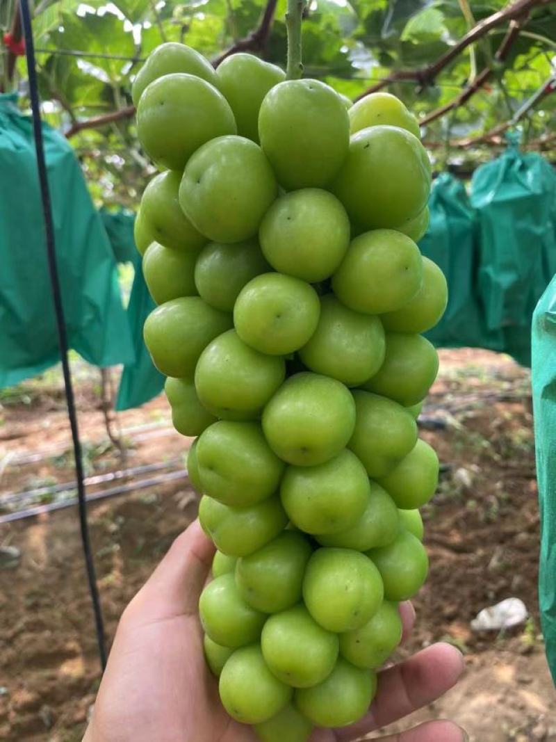 阳光玫瑰北方耐存储