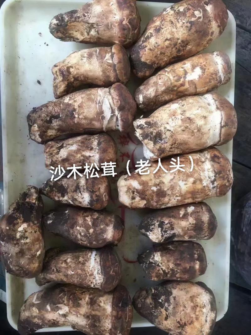 川西高原贝母，灵芝