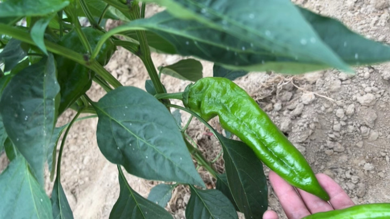 本地大青椒螺丝椒尖椒大量上市，质量好鲜辣椒电商