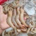 精品麻虾港口海鲜批发大量有货欢迎咨询量大从优