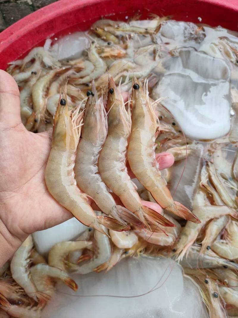 精品麻虾港口海鲜批发大量有货欢迎咨询量大从优
