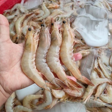 精品麻虾港口海鲜批发大量有货欢迎咨询量大从优
