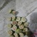 小枣小酸枣