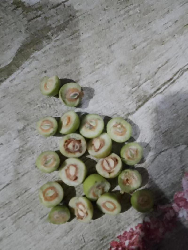 小枣小酸枣