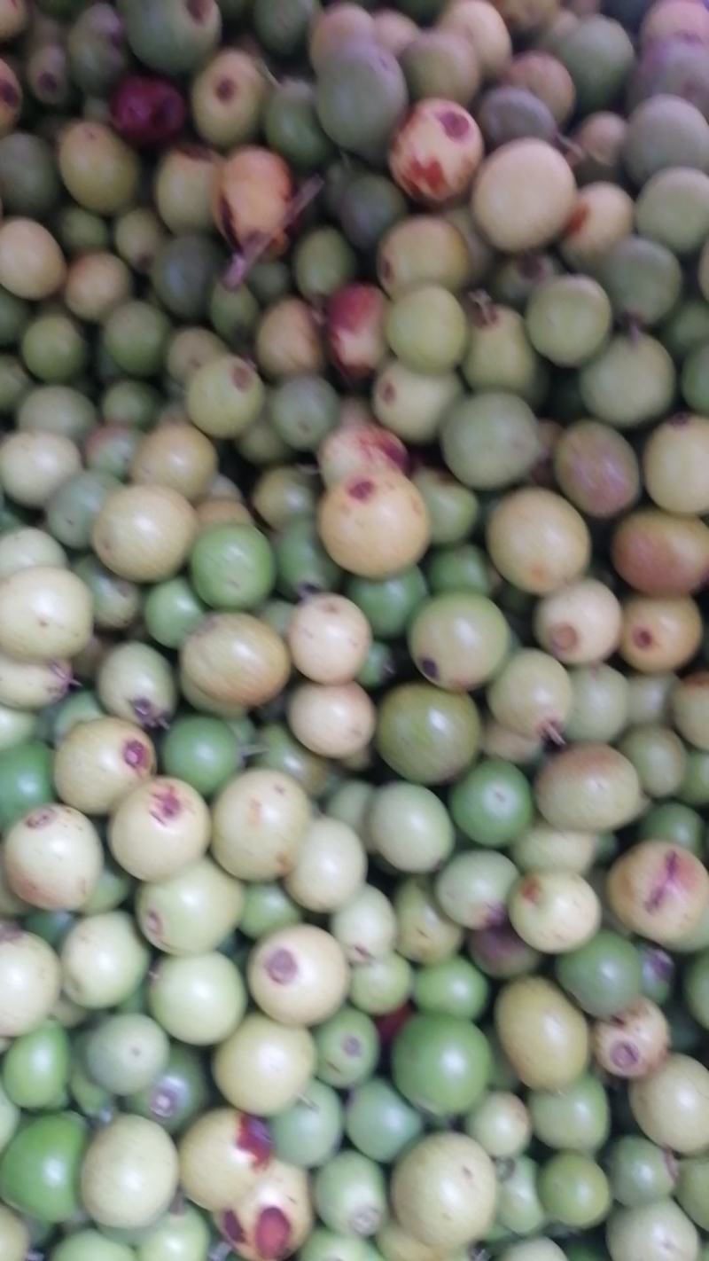 小枣小酸枣