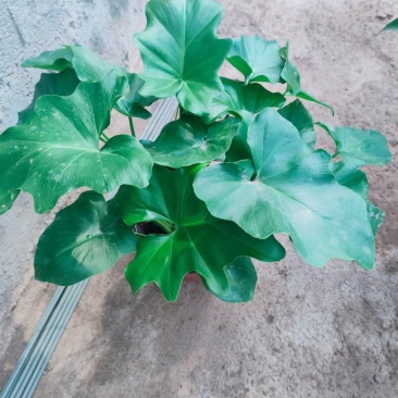 春雨，盆栽植物观叶，青州花卉基地租摆