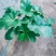 春雨，盆栽植物观叶，青州花卉基地租摆