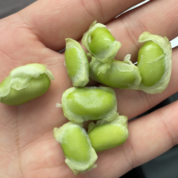 精品高山毛豆，自家种植，200亩开始采摘。需要的老板欢迎