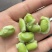 精品高山毛豆，自家种植，200亩开始采摘。需要的老板欢迎