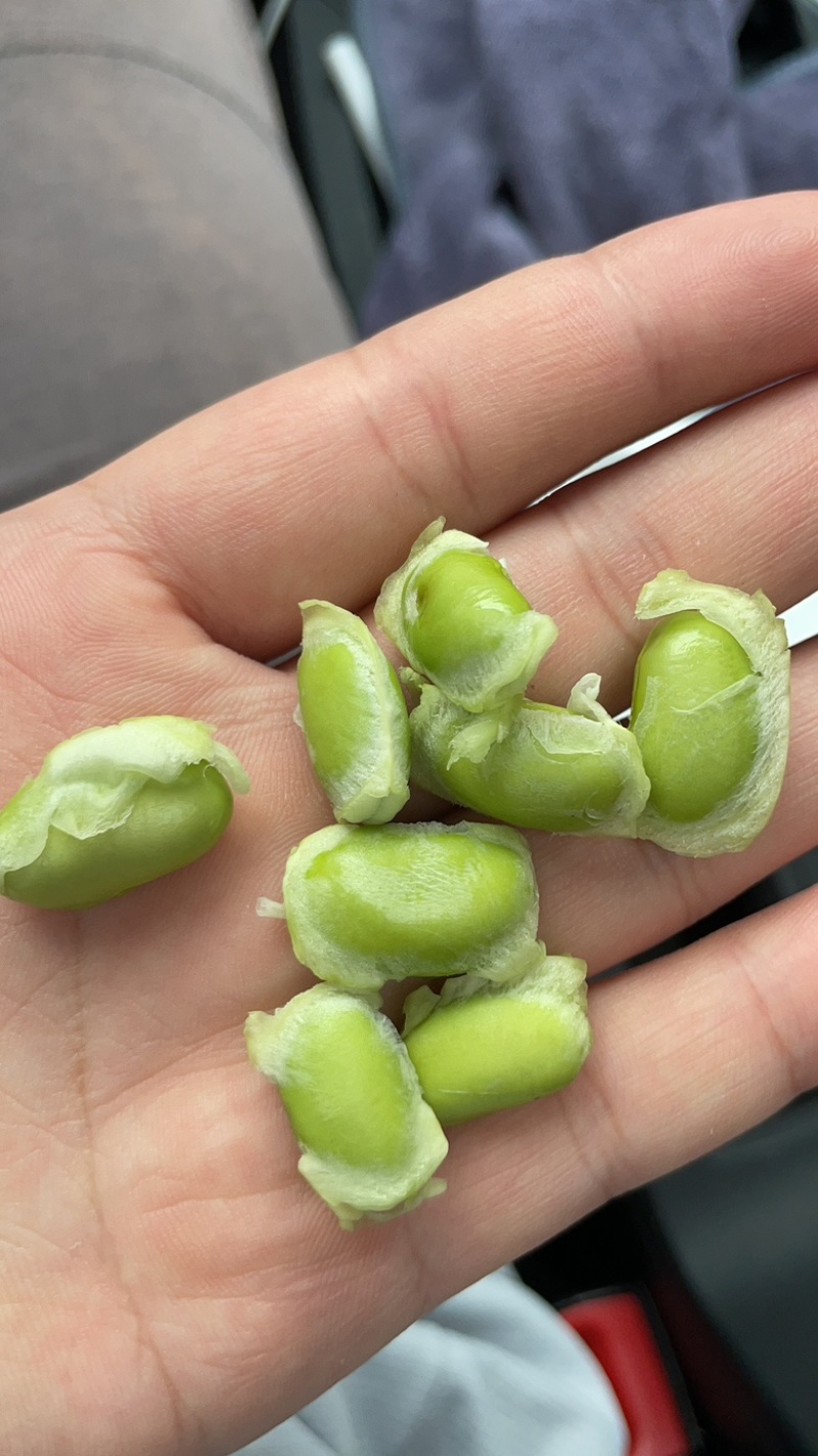 精品高山毛豆，自家种植，200亩开始采摘。需要的老板欢迎