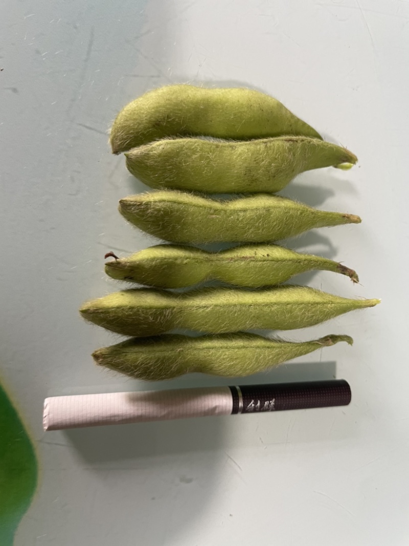 精品高山毛豆，自家种植，200亩开始采摘。需要的老板欢迎