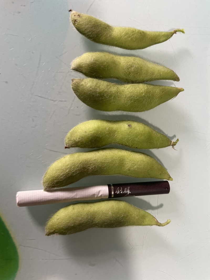 精品高山毛豆，自家种植，200亩开始采摘。需要的老板欢迎