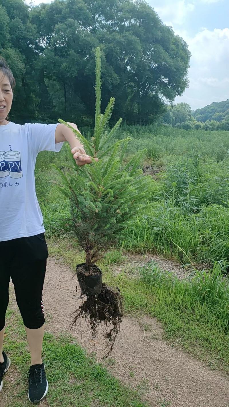 云杉杯苗70公分高