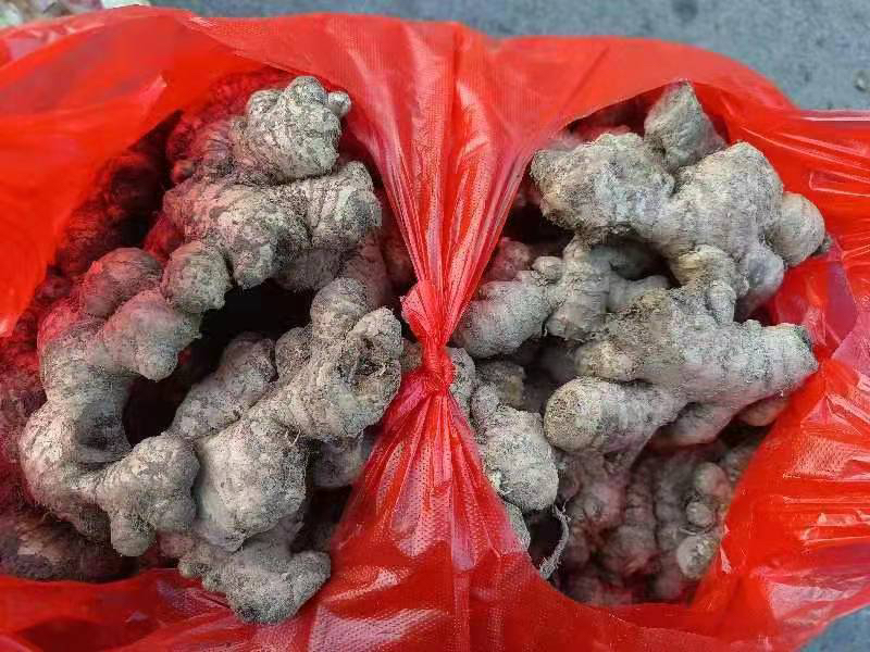 老姜与大枣正在锅中熬煮