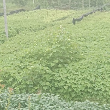 千年桐杯苗一年生千年桐地径2公分以上无纺苗