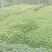 千年桐杯苗一年生千年桐地径2公分以上无纺苗
