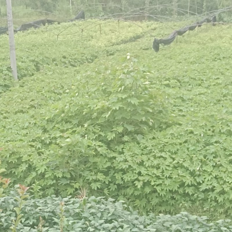千年桐杯苗一年生千年桐地径2公分以上无纺苗