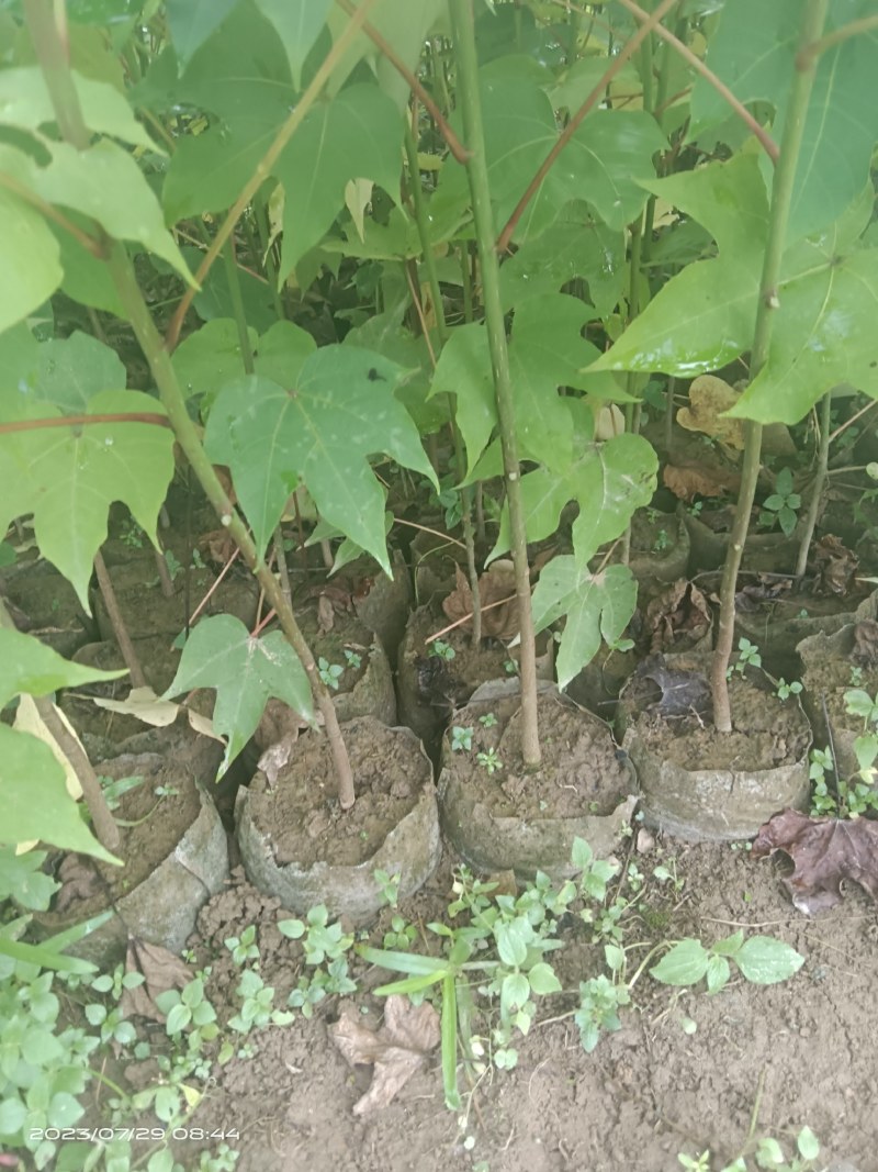 千年桐杯苗一年生千年桐地径2公分以上无纺苗