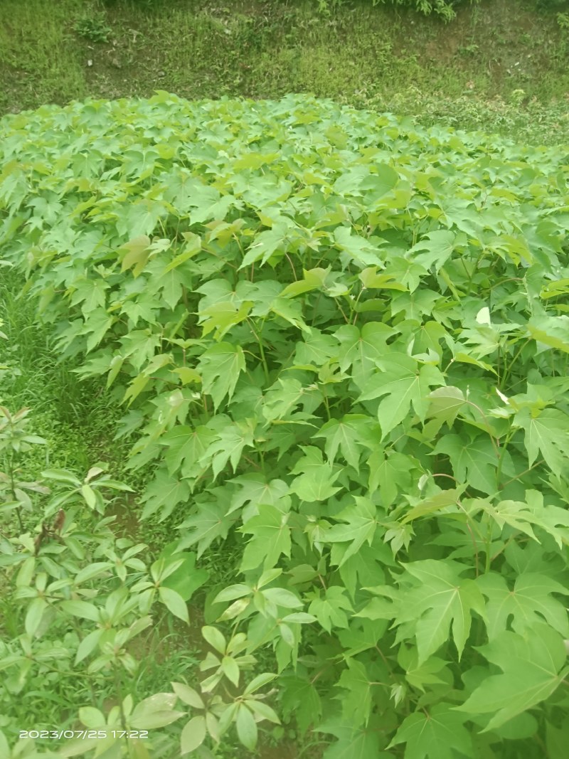 千年桐杯苗一年生千年桐地径2公分以上无纺苗