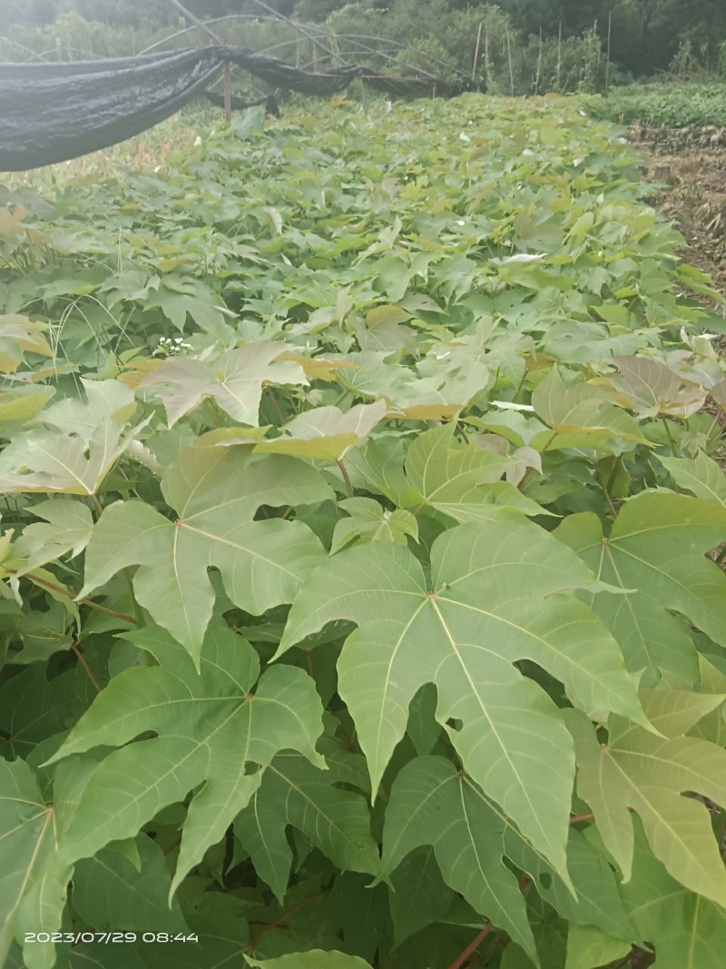 千年桐杯苗一年生千年桐地径2公分以上无纺苗