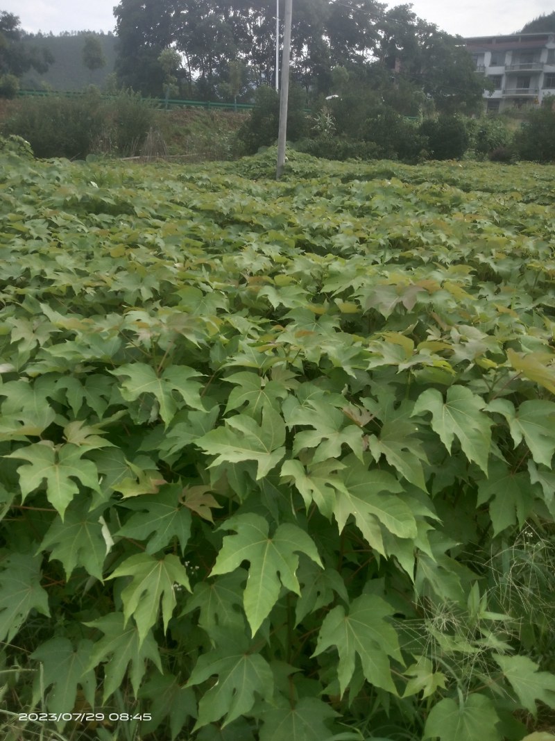 千年桐杯苗一年生千年桐地径2公分以上无纺苗