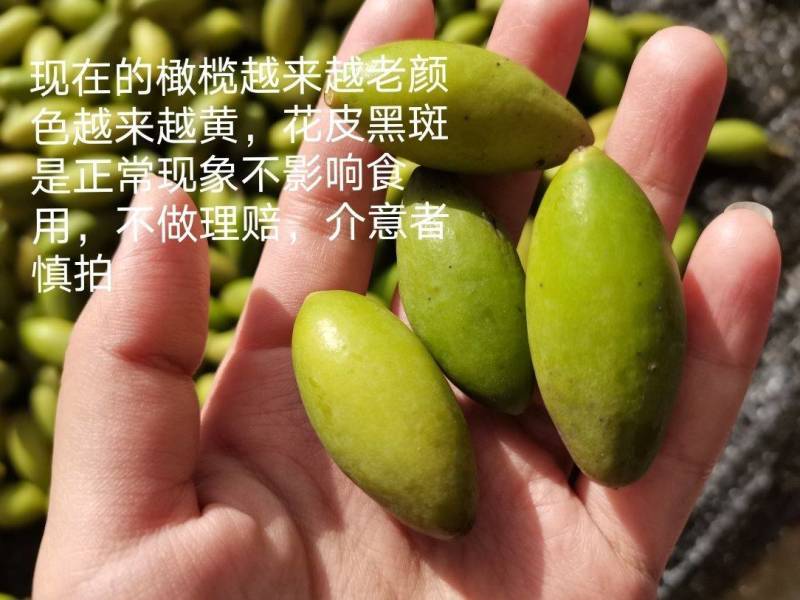 新鲜两头尖橄榄果现摘现发青果孕妇水果纯正天然应季青橄榄果