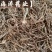 【龙胆草】产地东北实物拍摄大货供应规格齐全量大优惠