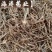 【龙胆草】产地东北实物拍摄大货供应规格齐全量大优惠