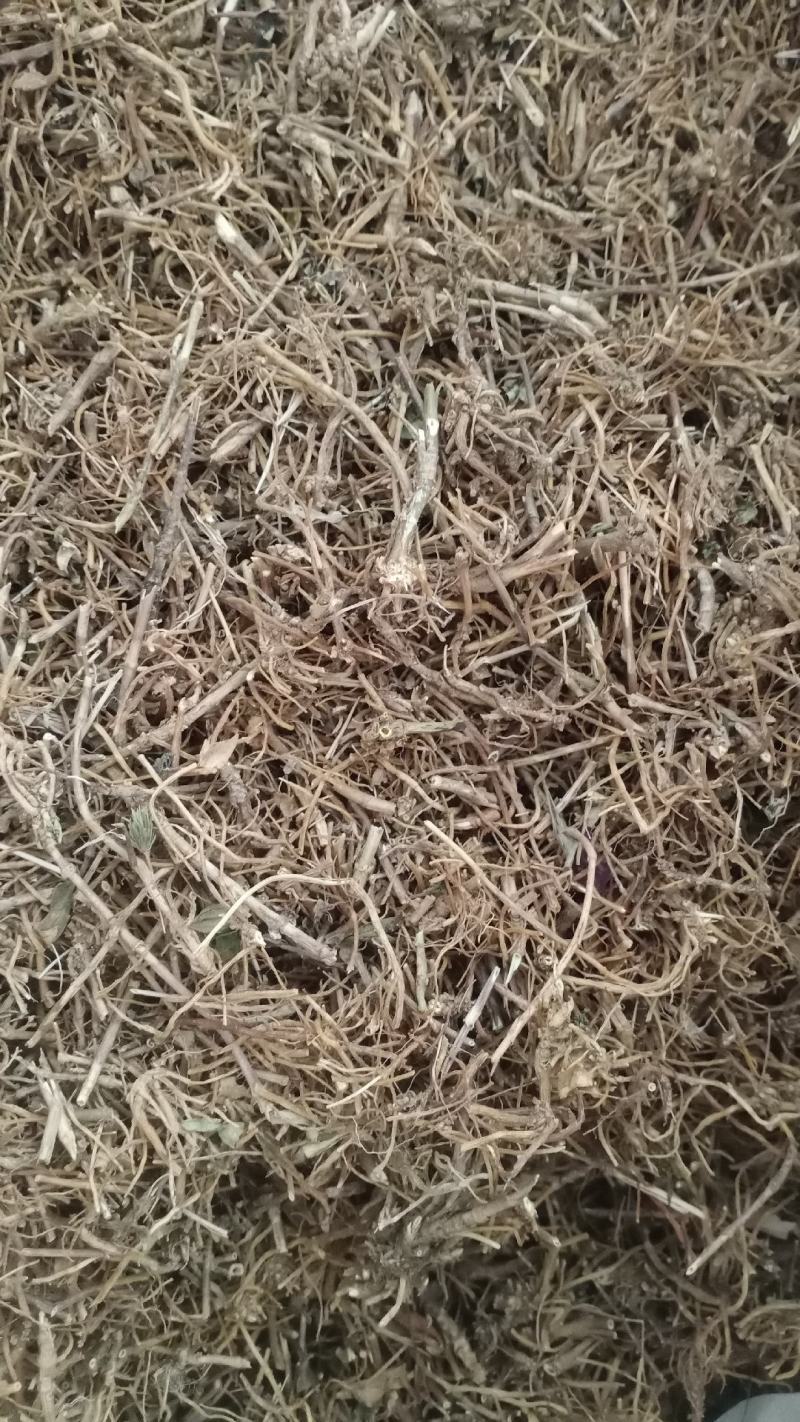 【龙胆草】产地东北实物拍摄大货供应规格齐全量大优惠