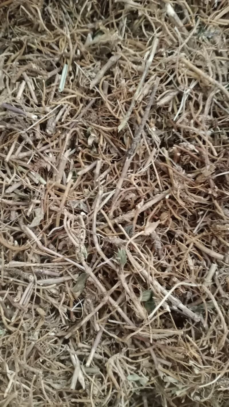 【龙胆草】产地东北实物拍摄大货供应规格齐全量大优惠
