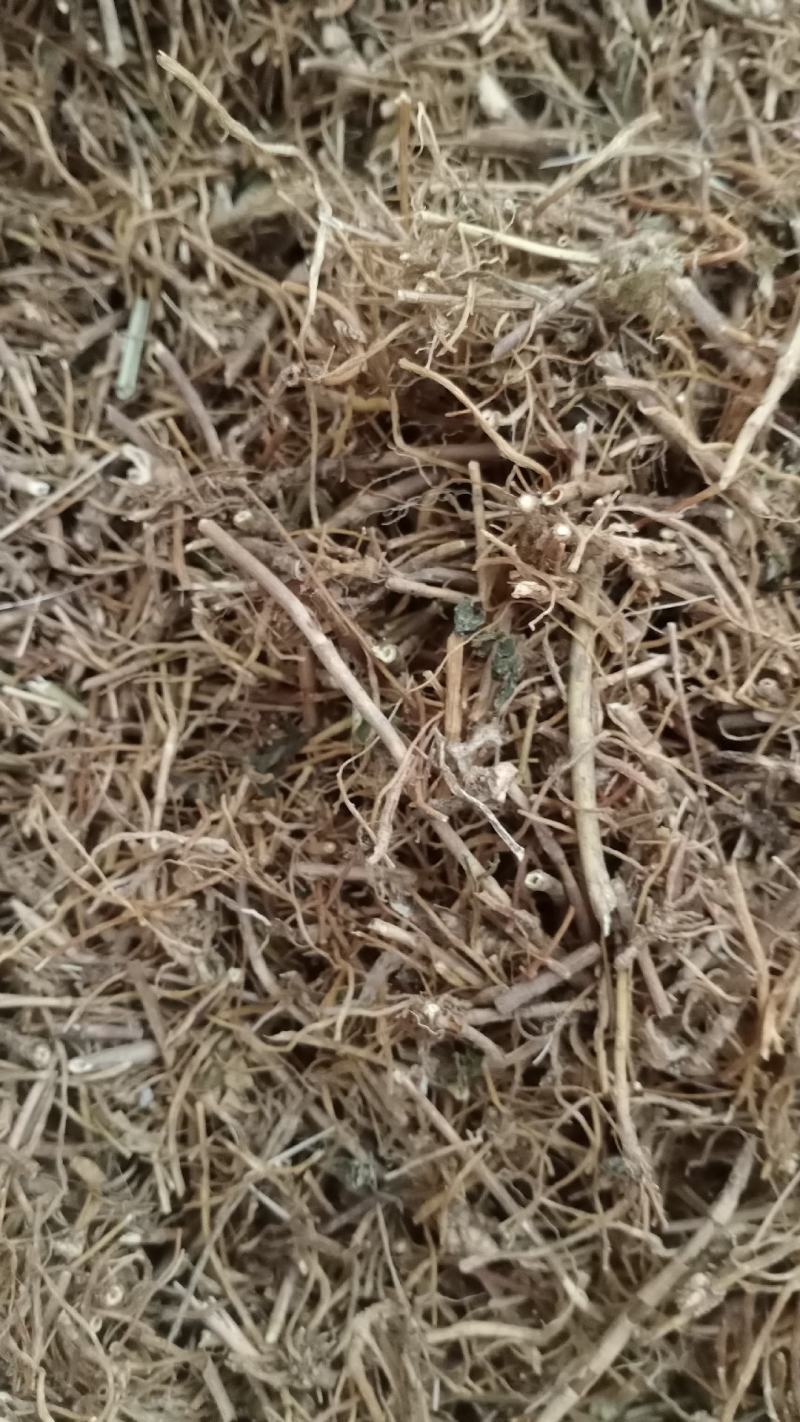 【龙胆草】产地东北实物拍摄大货供应规格齐全量大优惠