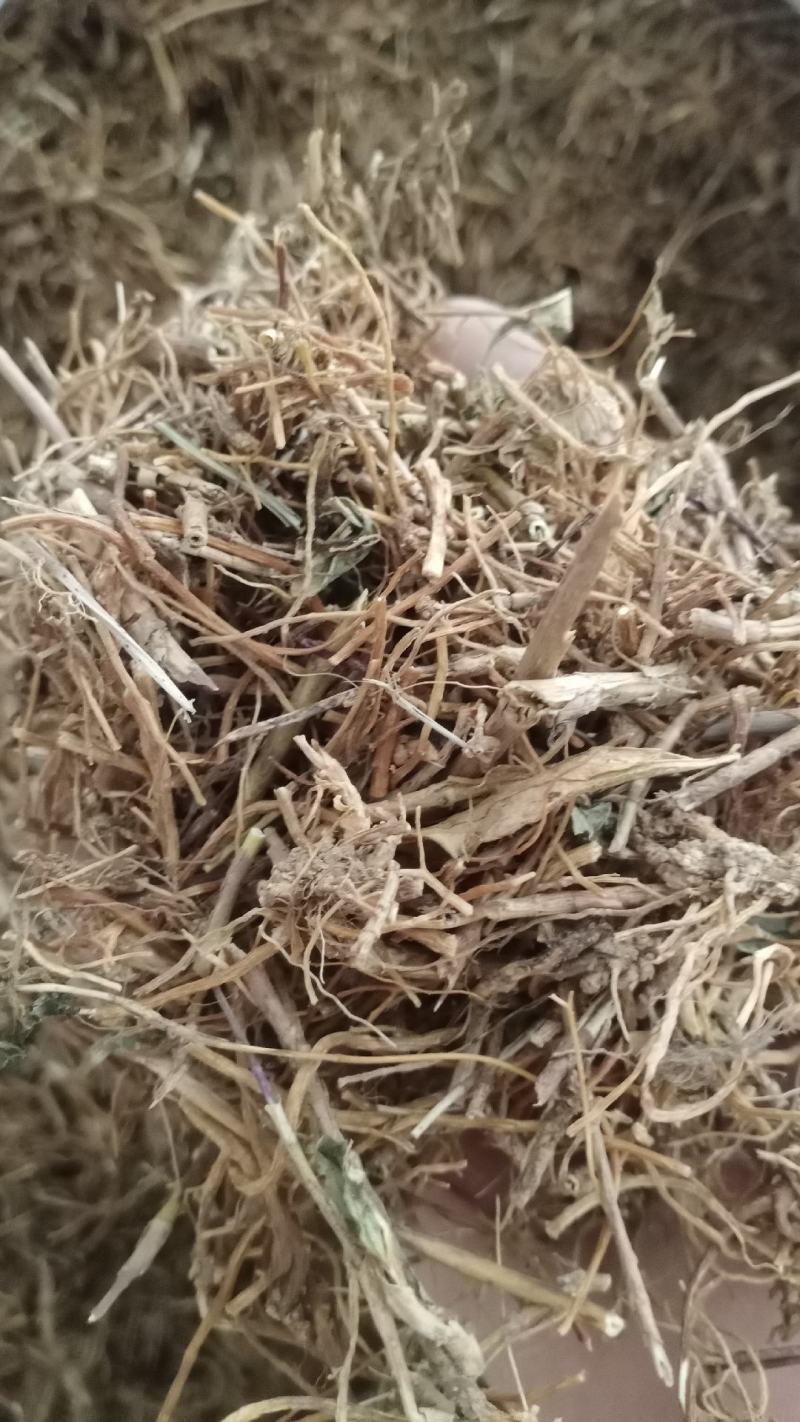 【龙胆草】产地东北实物拍摄大货供应规格齐全量大优惠