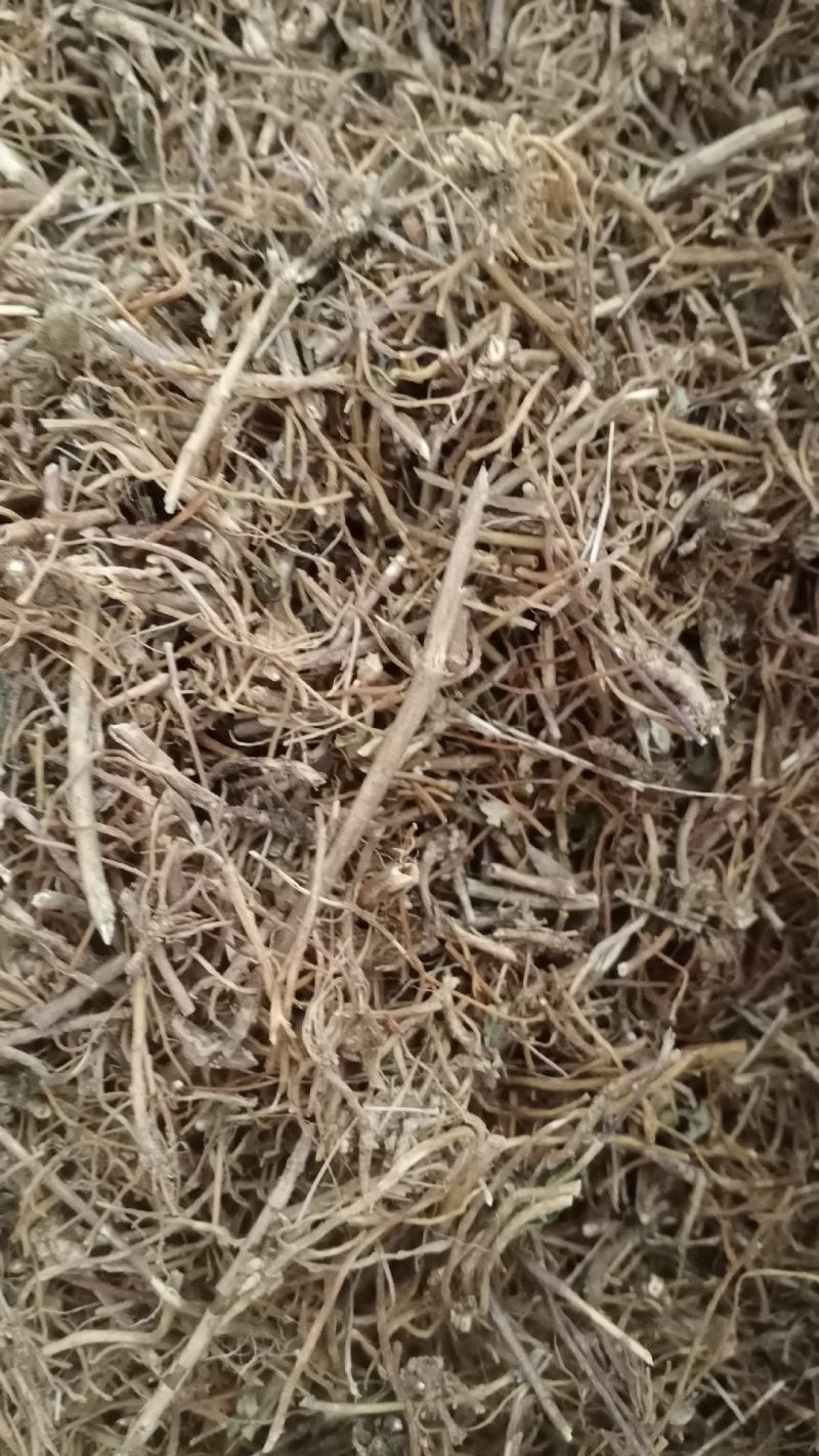 【龙胆草】产地东北实物拍摄大货供应规格齐全量大优惠