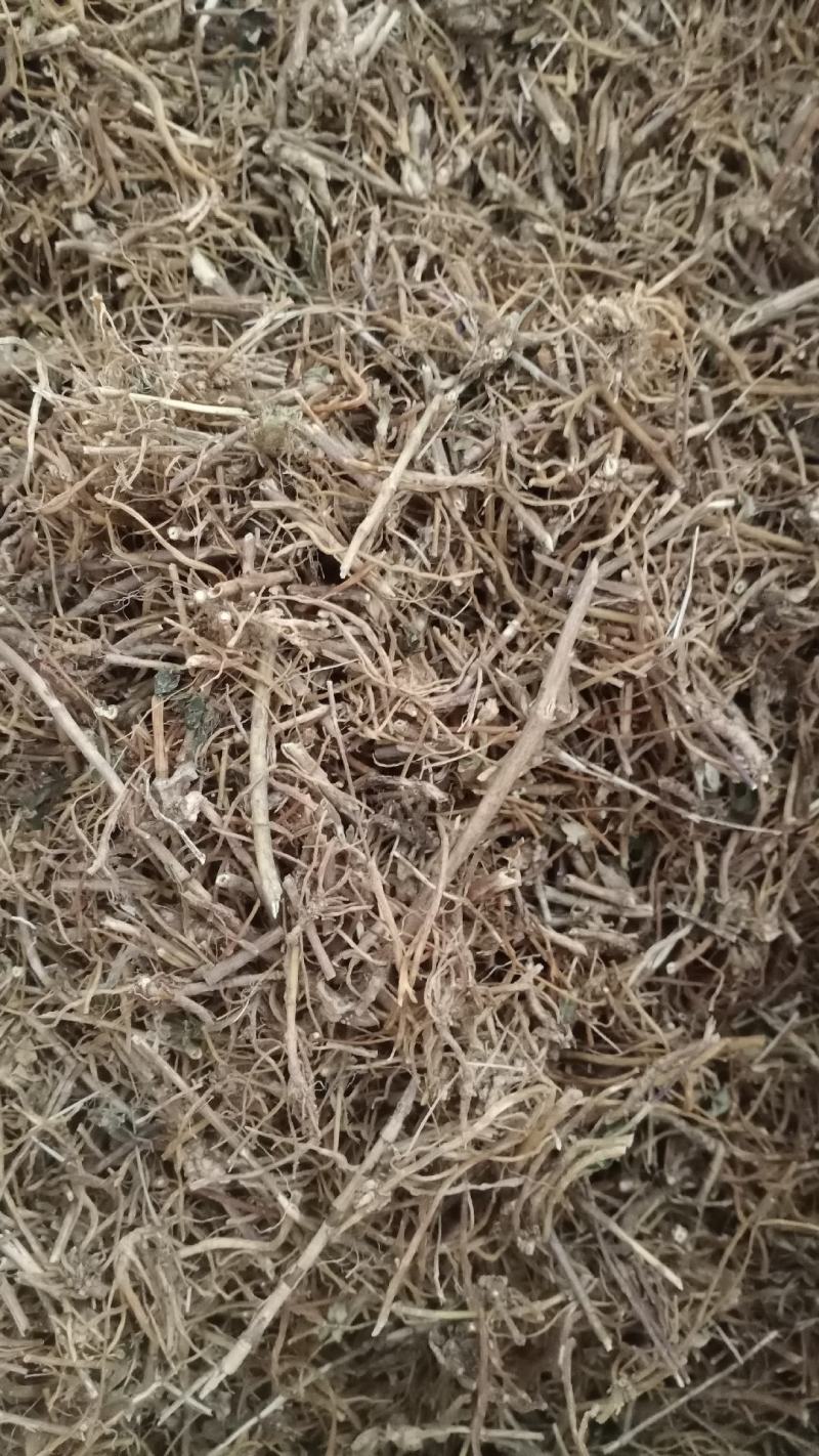 【龙胆草】产地东北实物拍摄大货供应规格齐全量大优惠