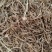 【龙胆草】产地东北实物拍摄大货供应规格齐全量大优惠