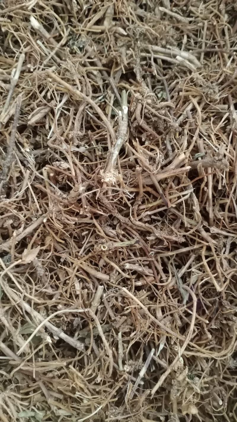 【龙胆草】产地东北实物拍摄大货供应规格齐全量大优惠