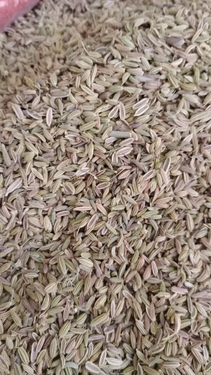 【小茴香】产地甘肃实物拍摄大货供应规格齐全量大优惠