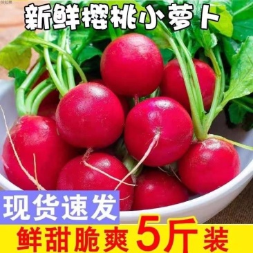 云南新鲜樱桃萝卜迷你小萝卜水果萝卜甜脆水果型清洗即食沙拉