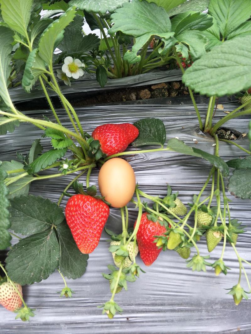 降价了大叶红颜草莓苗品种99草莓苗价格