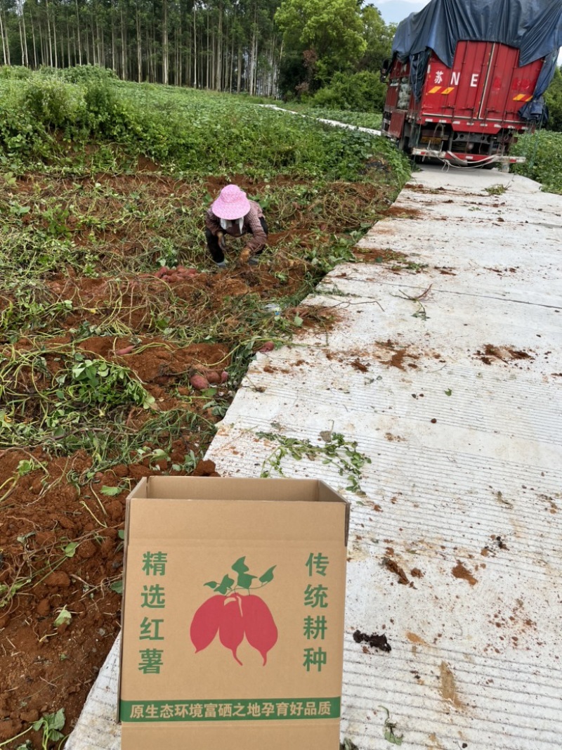 广西红薯，紫薯，西瓜红大量上市，价格便宜，欢迎咨询订购