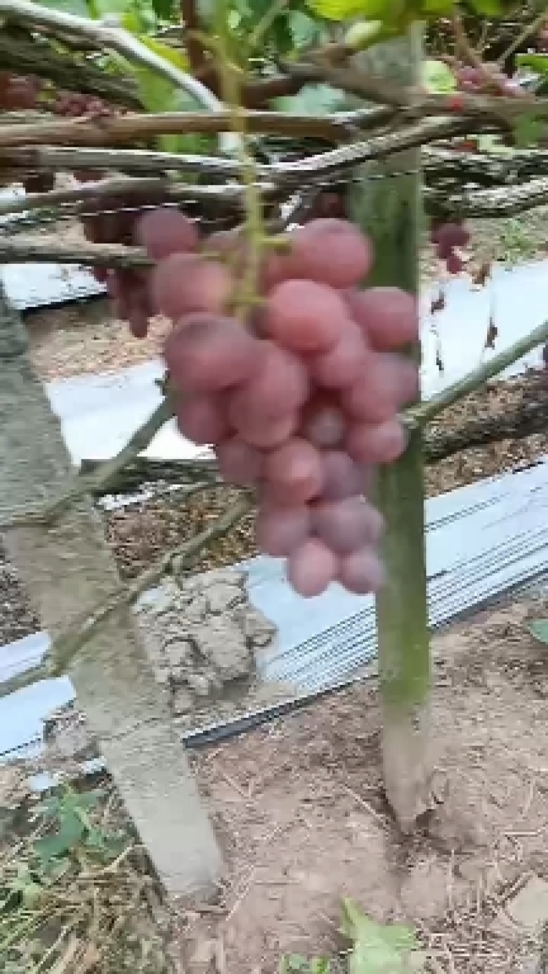 资源红提，蓝玉葡萄，大量上市，价格美丽，资源高山红提