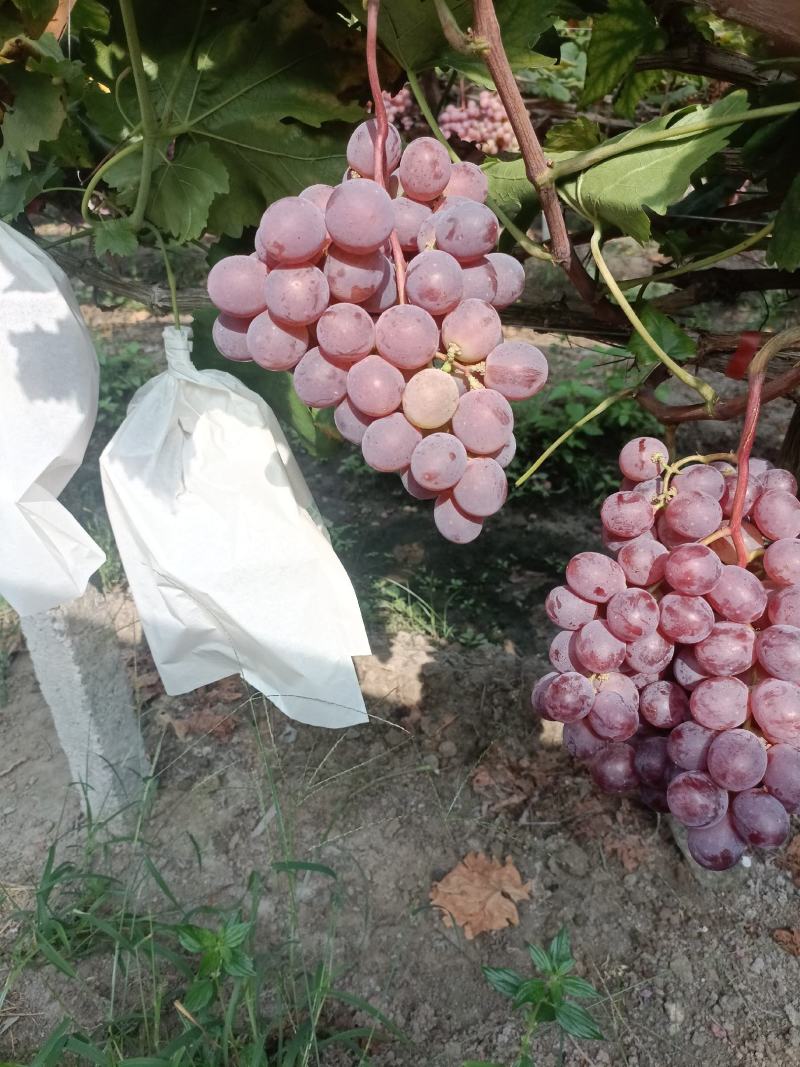 资源红提，蓝玉葡萄，大量上市，价格美丽，资源高山红提