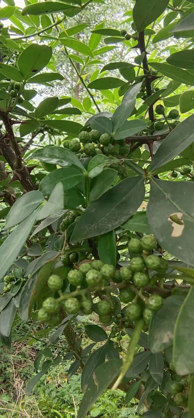 泸州藤椒青花椒基地直发欢迎大家咨询选购